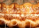 Diver Protected Scallop - Mark Lavington - Marine Abstract - 1st Place